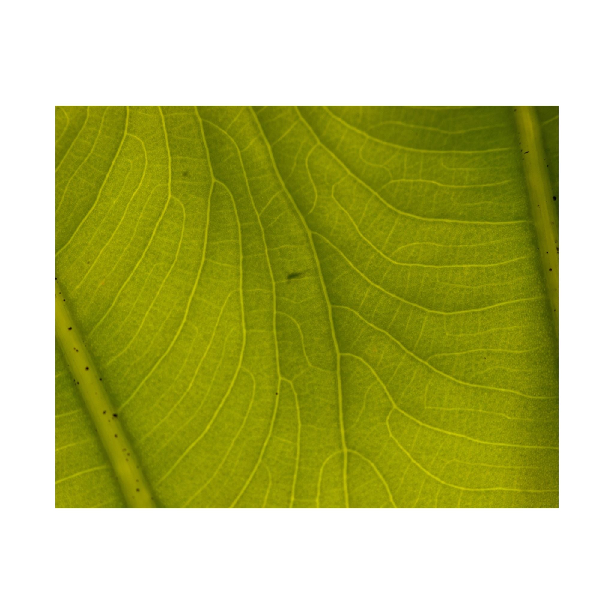 Botanical Leaf Close-Up Matte Poster — Green Nature Wall Art (Horizontal)