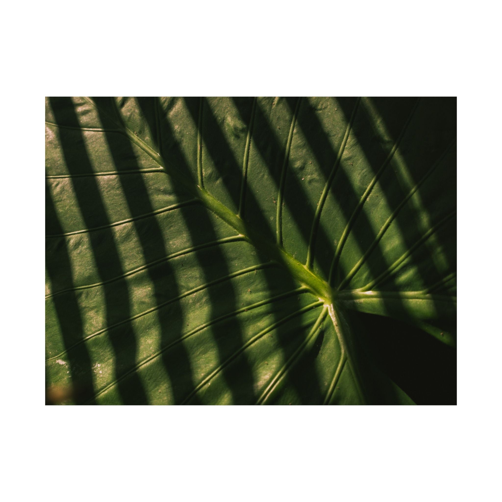 Elephant Ear Plant Matte Horizontal Poster — Cinematic Botanical Wall Art