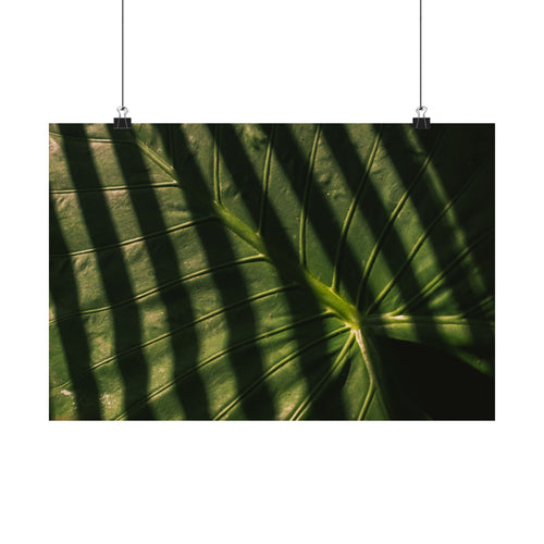 Elephant Ear Plant Matte Horizontal Poster — Cinematic Botanical Wall Art