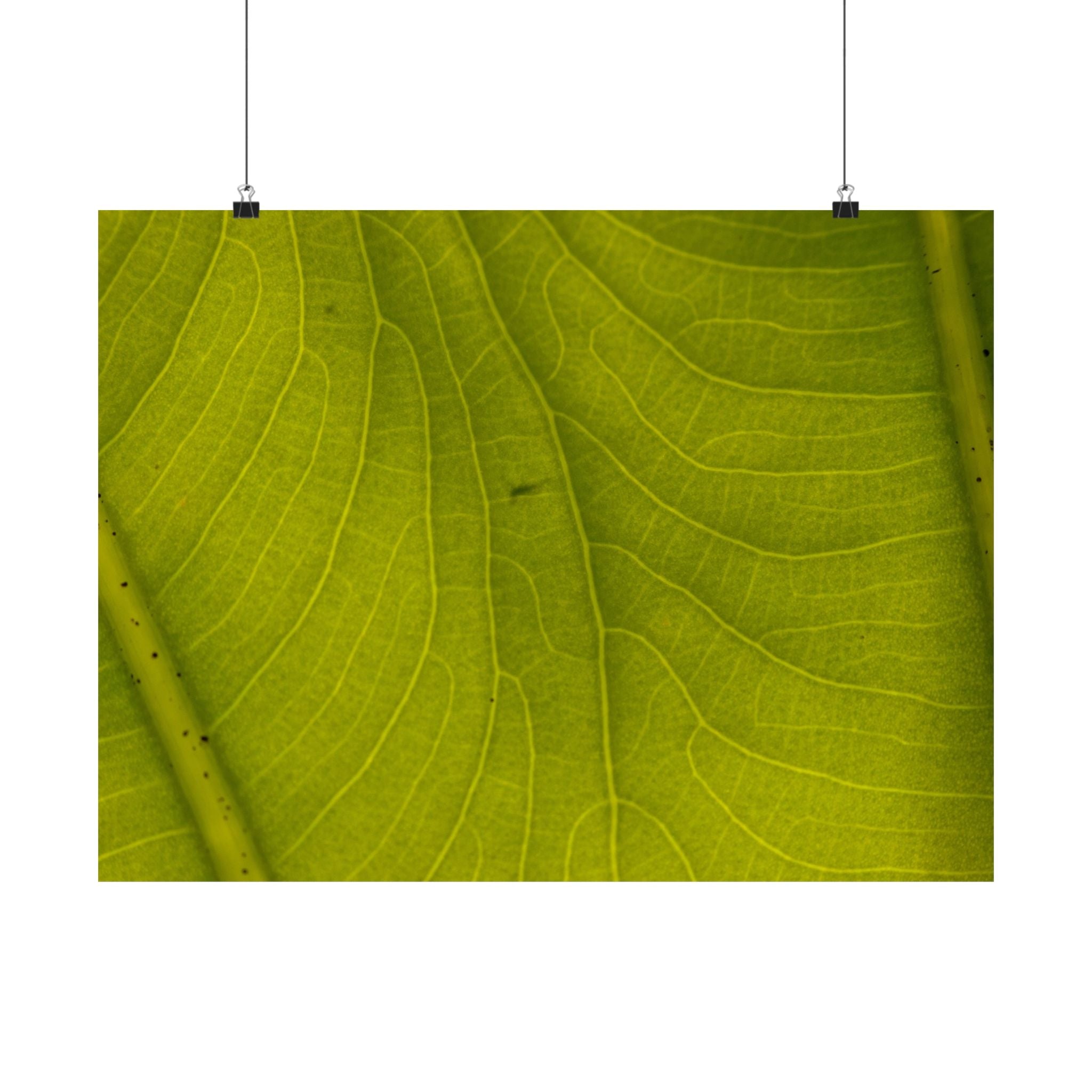 Botanical Leaf Close-Up Matte Poster — Green Nature Wall Art (Horizontal)