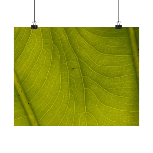 Botanical Leaf Close-Up Matte Poster — Green Nature Wall Art (Horizontal)