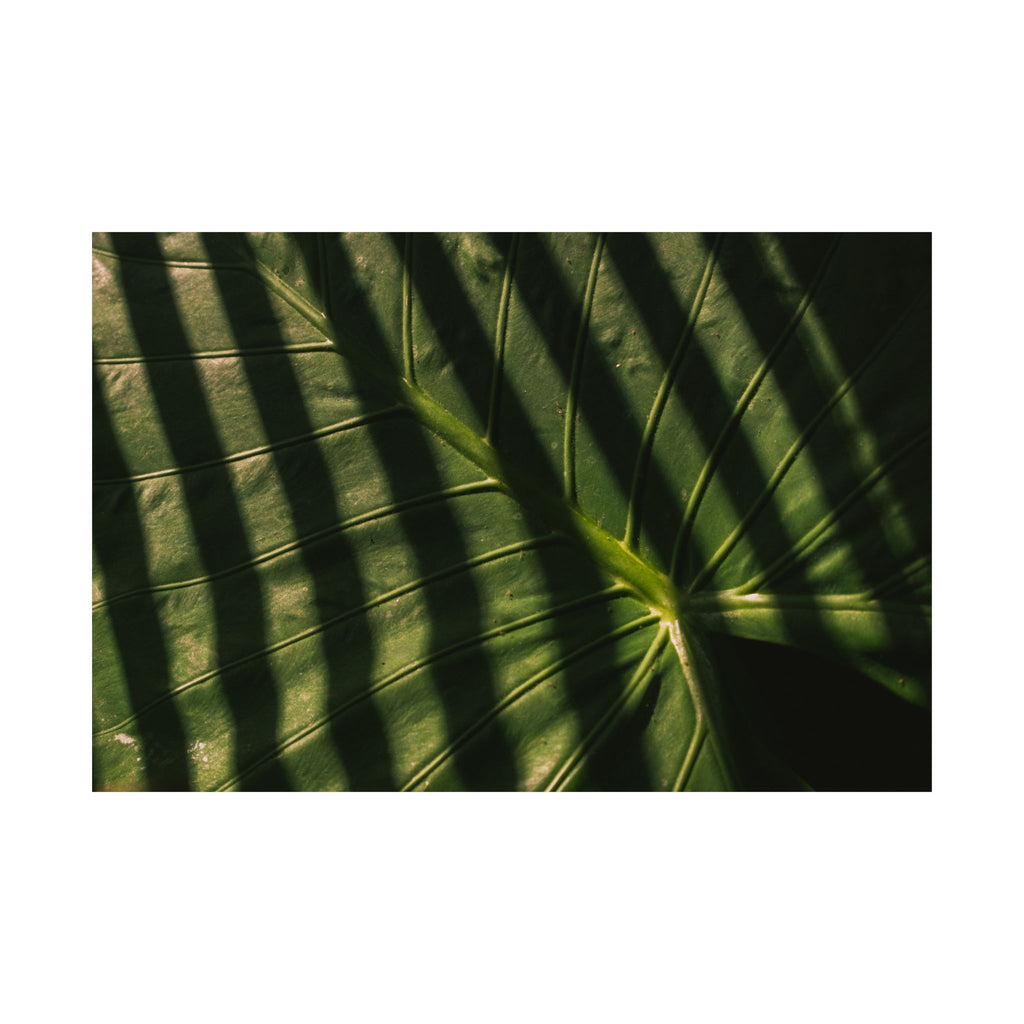 Elephant Ear Plant Matte Horizontal Poster — Cinematic Botanical Wall Art