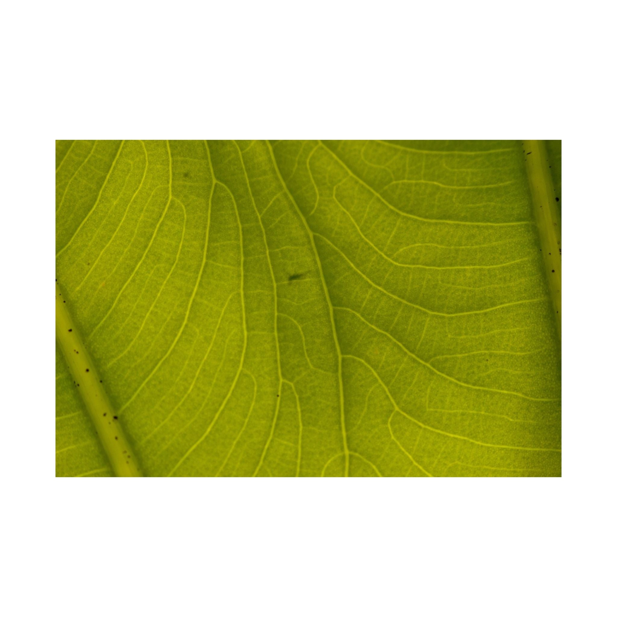 Botanical Leaf Close-Up Matte Poster — Green Nature Wall Art (Horizontal)