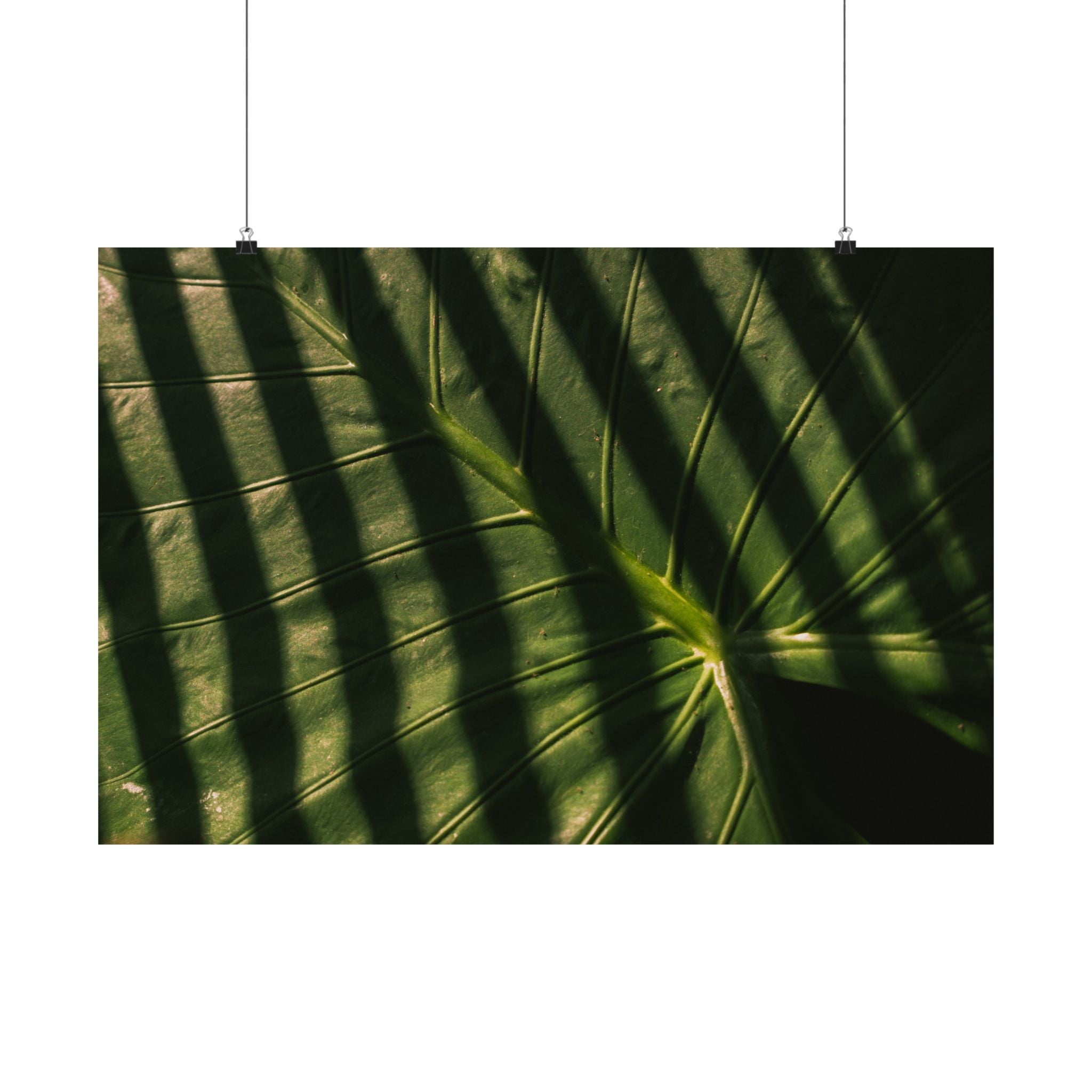Elephant Ear Plant Matte Horizontal Poster — Cinematic Botanical Wall Art