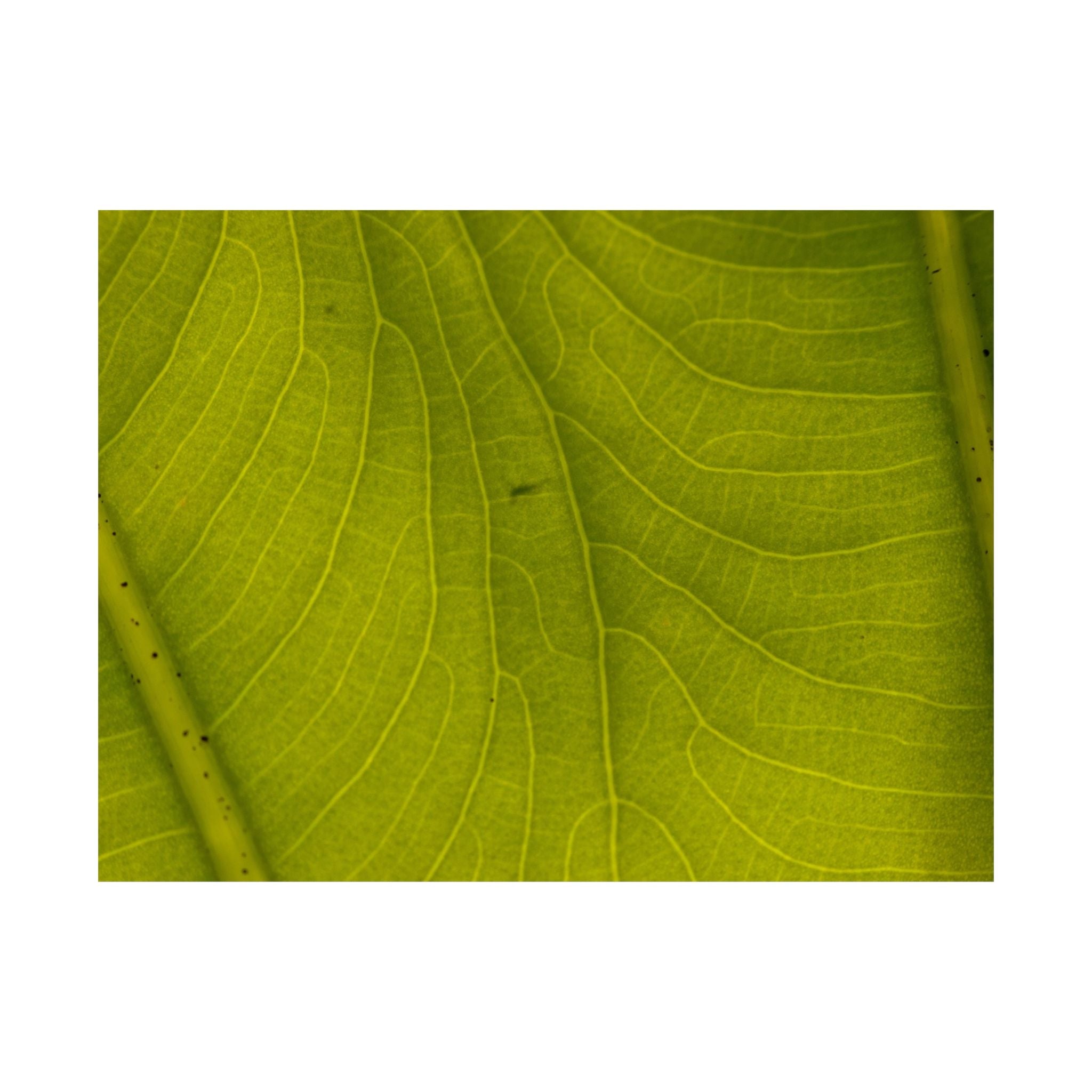 Botanical Leaf Close-Up Matte Poster — Green Nature Wall Art (Horizontal)