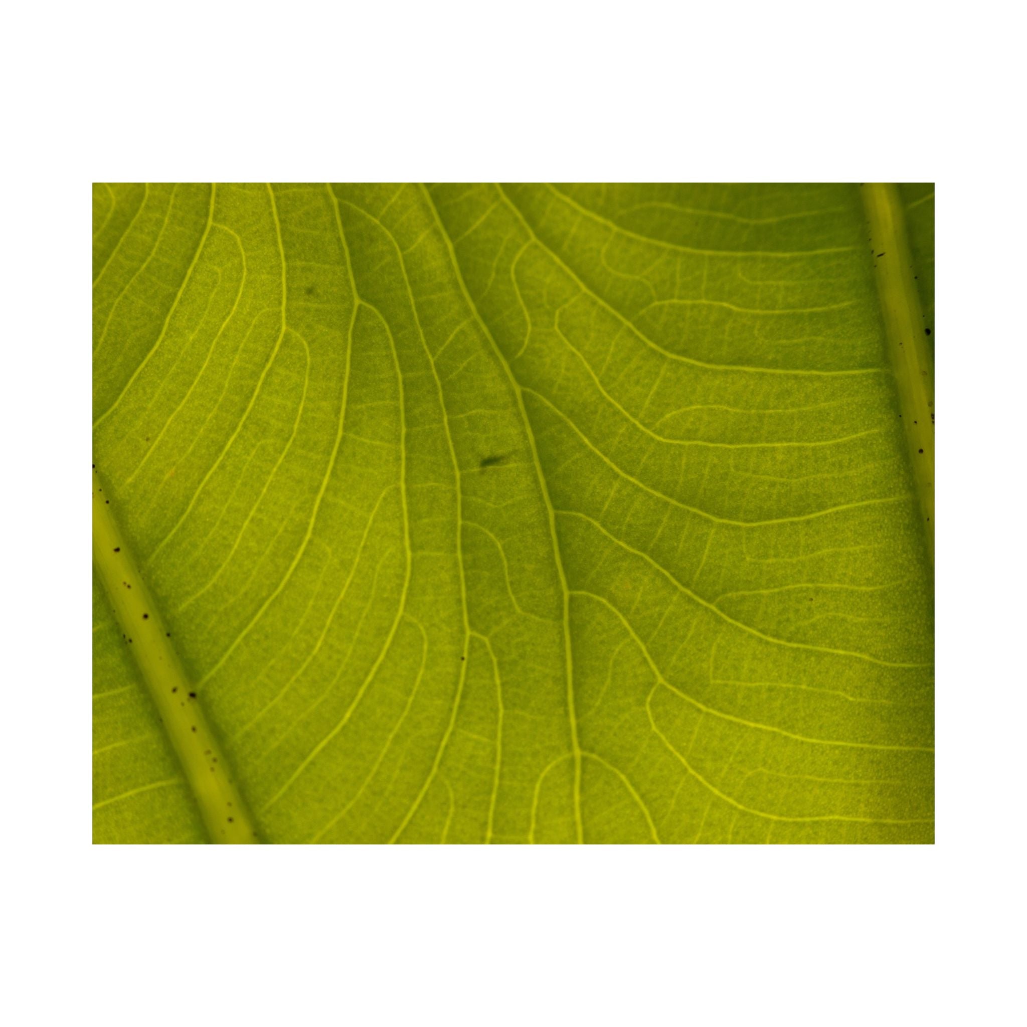 Botanical Leaf Close-Up Matte Poster — Green Nature Wall Art (Horizontal)