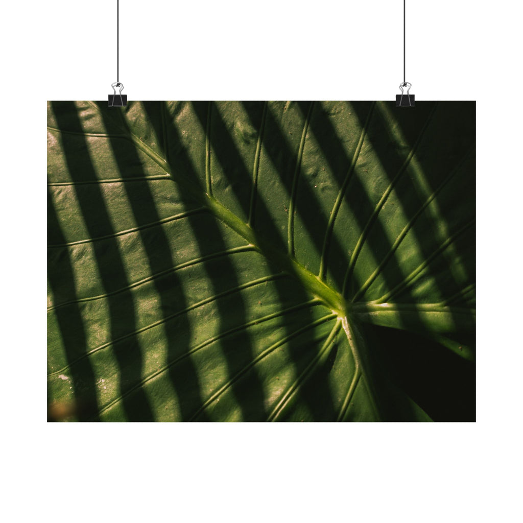 Elephant Ear Plant Matte Horizontal Poster — Cinematic Botanical Wall Art